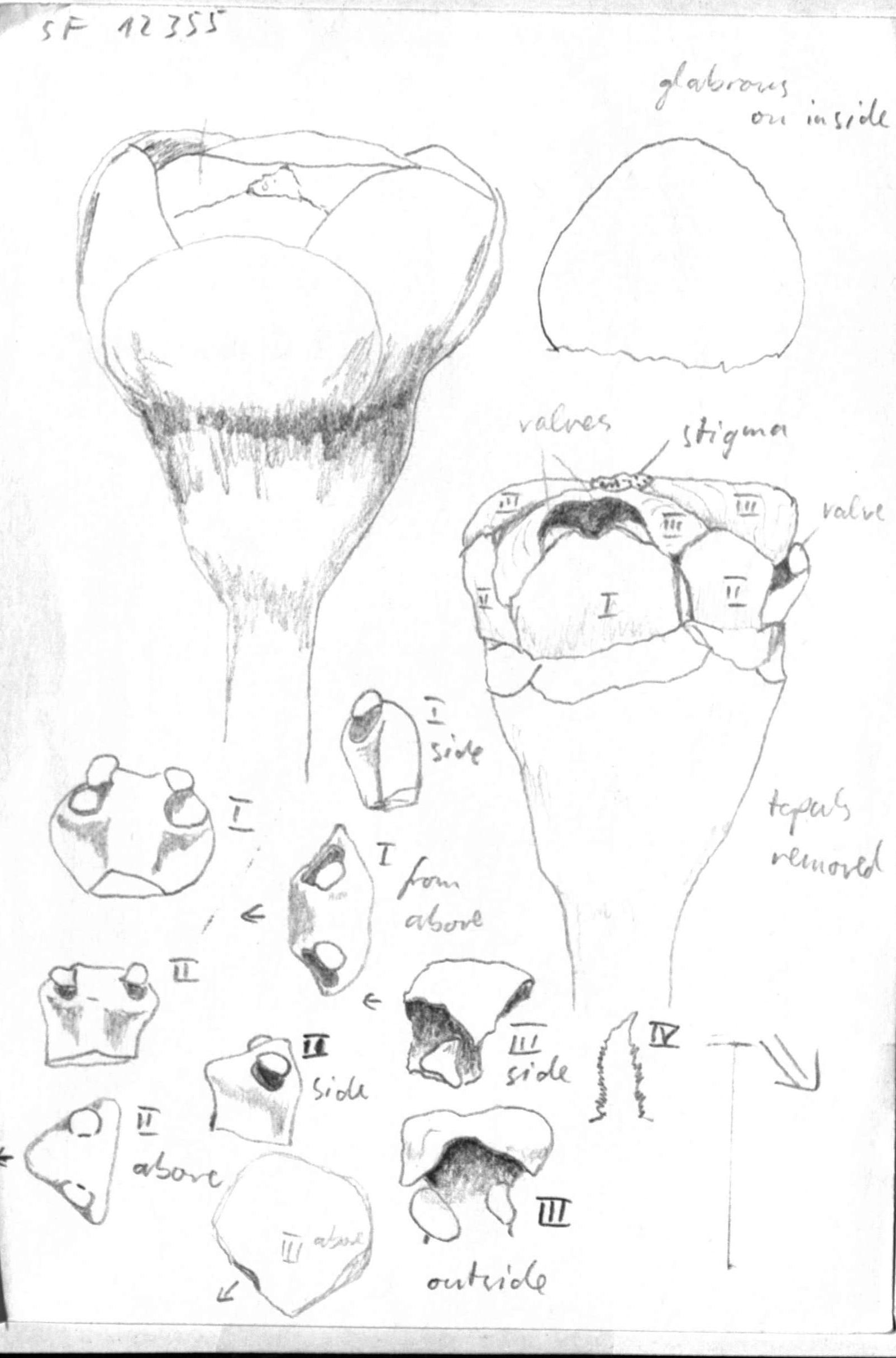 Vorschaubild Aspidostemon inconspicuus Rohwer